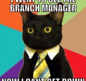 Business Cat is back…