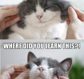 Cat behavior in a nutshell…