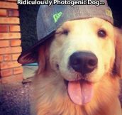 Awesome photogenic dog…