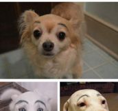 Dogs with eyebrows…