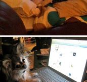 Dogs using computers…
