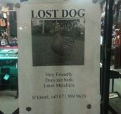 Friendly dog missing…