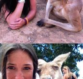 Suave kangaroos…