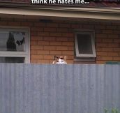 Neighborly cat…