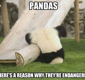 Silly panda that’s not how you playground…