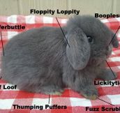 The anatomy of a bunny…