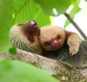 Snuggling sloths…