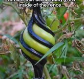Tomato in the fence…