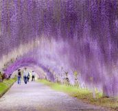 Wisteria Tunnel In Japan