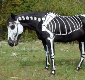 Skeleton Horse [8 Pics]