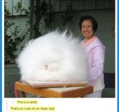 This is a Rabbit
