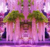 A purple wisteria flower garden in Japan…