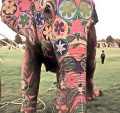 In India the elephant is a treasure, and sometimes also a work of art…