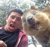Quokkas are ridiculously photogenic…