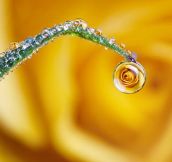Rose in a dew drop…