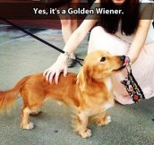 Golden Wiener…