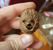 A walnut that looks like Chewbacca…