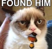 Grumpy Cat finds Nemo…