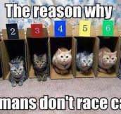Racing cats…