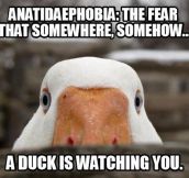 Anatidaephobia…