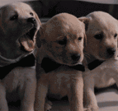 Yawns are contagious…