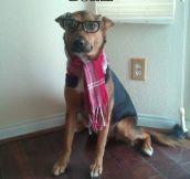 Hipster canine…