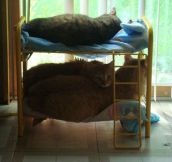 Bunk bed for cats…