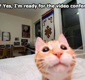 Kitty wants to chat…