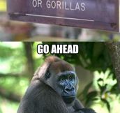 No gorillas….