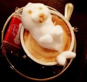 Excuse me sir, but there’s a seal in my coffee…