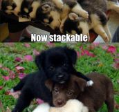 Stackable puppies…