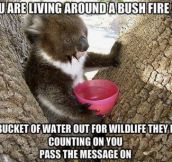 Goes for all the other bush fires in the future!