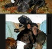 Adopting A Chimpanzee