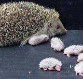 BABY HEDGEHOGS AND THEIR MOTHER. NOT AS CUTE…
