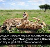 Cheeky cheetahs