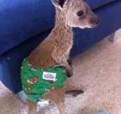 Kangaroo saved from a wildfire. :)