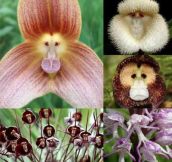 Monkey Orchid, found in high elevations in Ecuador and Peru
