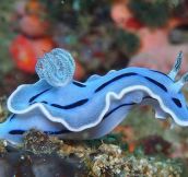 Amazing Blue Sea Slug…