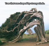 Overly dramatic tree…