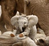 The Internet needs more little baby elephants…