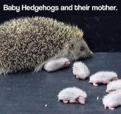 Newborn baby hedgehogs and mom…