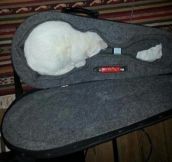 Undeniable proof that cats are liquids…