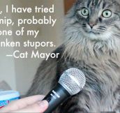 Cat Mayor’s controversial declaration…