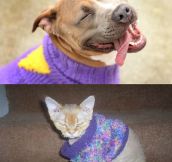 How pets react to sweaters…