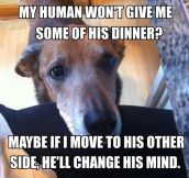 Every dog thinks this makes perfect sense…