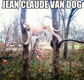 Van Damme has nothing on this dog…