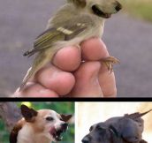If you mix dogs and birds…