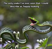 Happy looking snake…