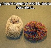 Hedgehog’s best friend…