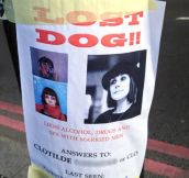 Looking for a lost dog…